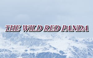 THE WILD RED PANDA