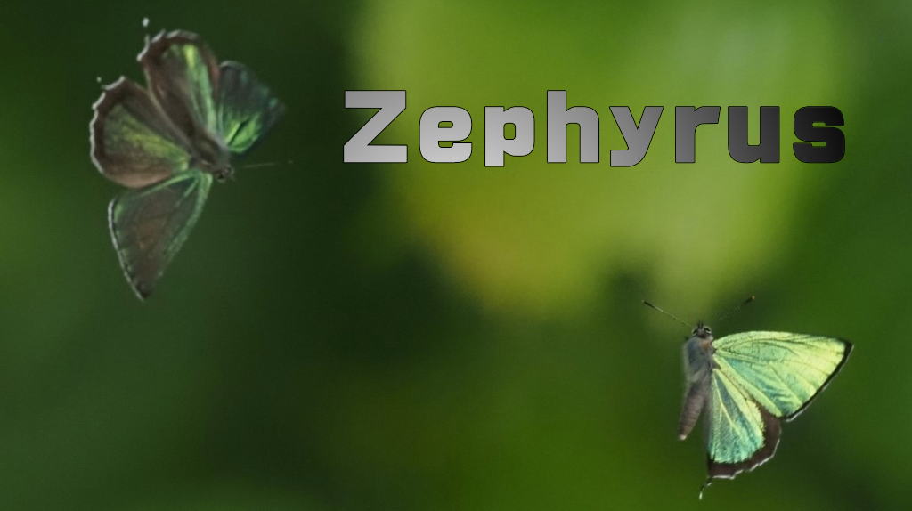 　　　Zephyrus    